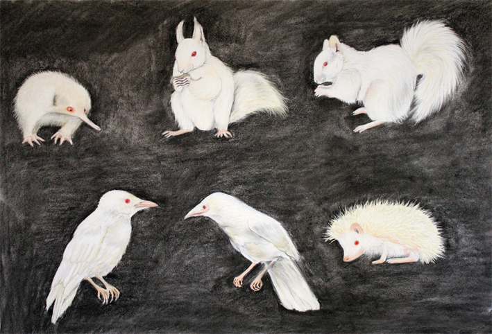 Albino Study