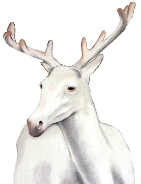 Albino Deer